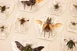 Assorted Spread Beetles Mixed Pack - Museum Quality Specimens