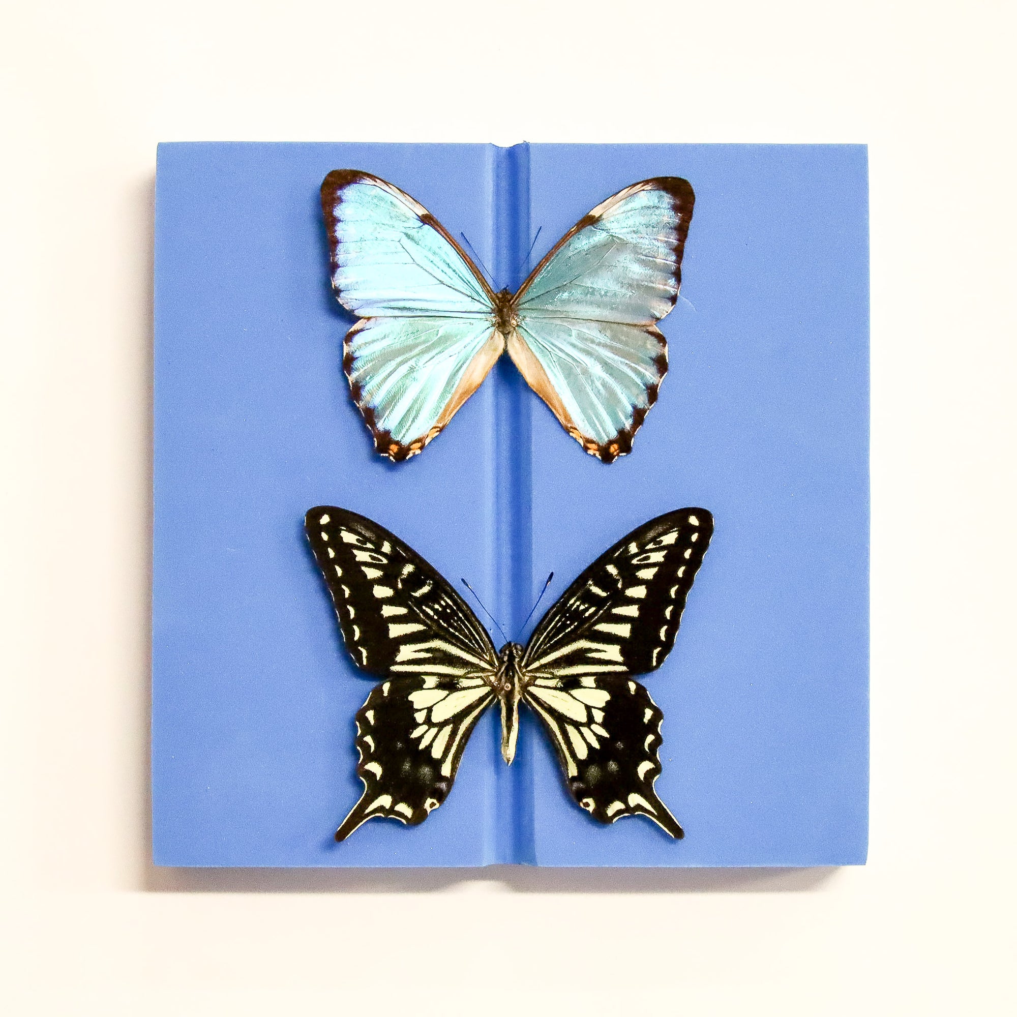 Plastazote Setting Board 14.5cm – Butterfly Spreading Board for Lepidoptera Specimens