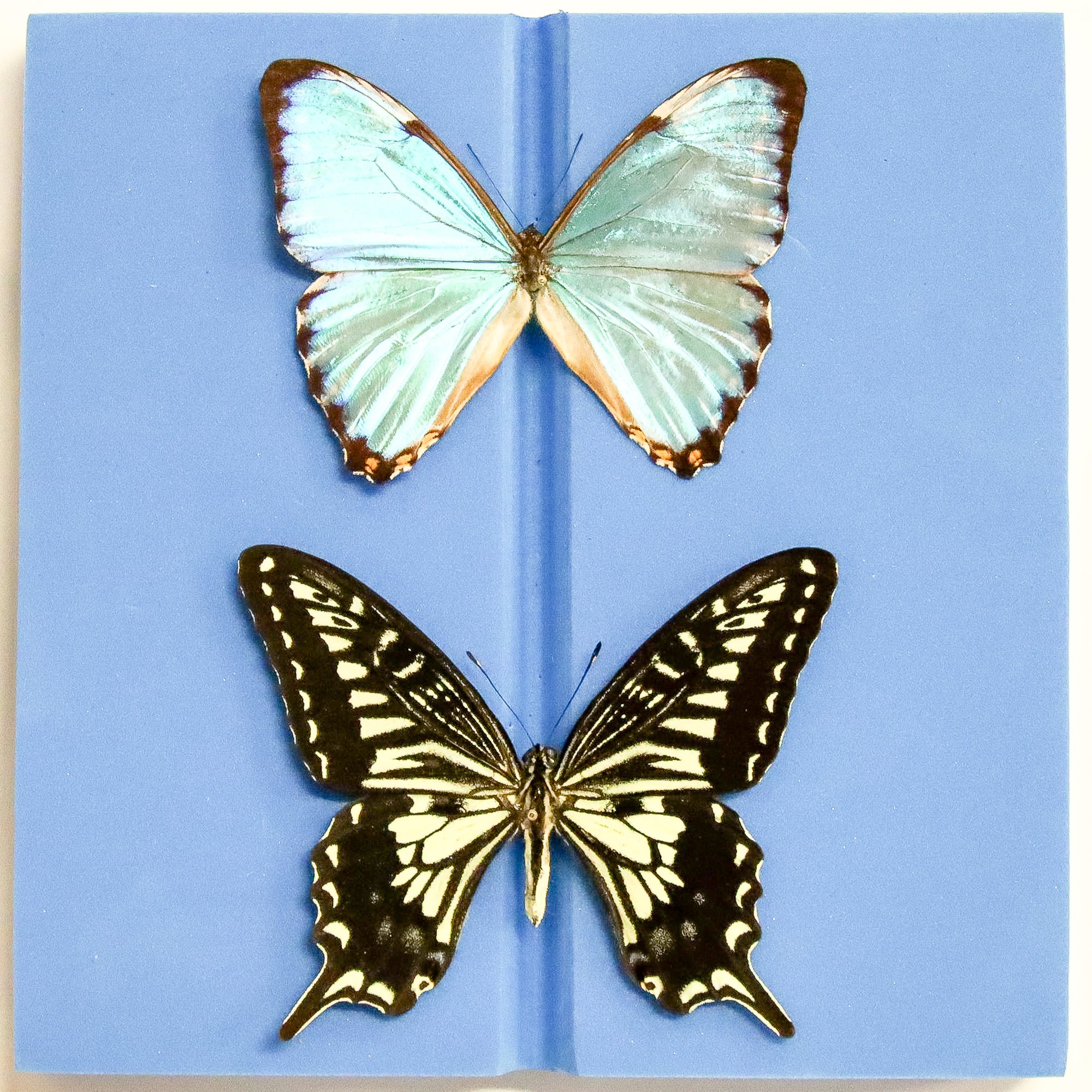 Plastazote Setting Board 14.5cm – Butterfly Spreading Board for Lepidoptera Specimens