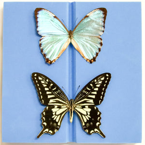 Plastazote Setting Board 14.5cm – Butterfly Spreading Board for Lepidoptera Specimens