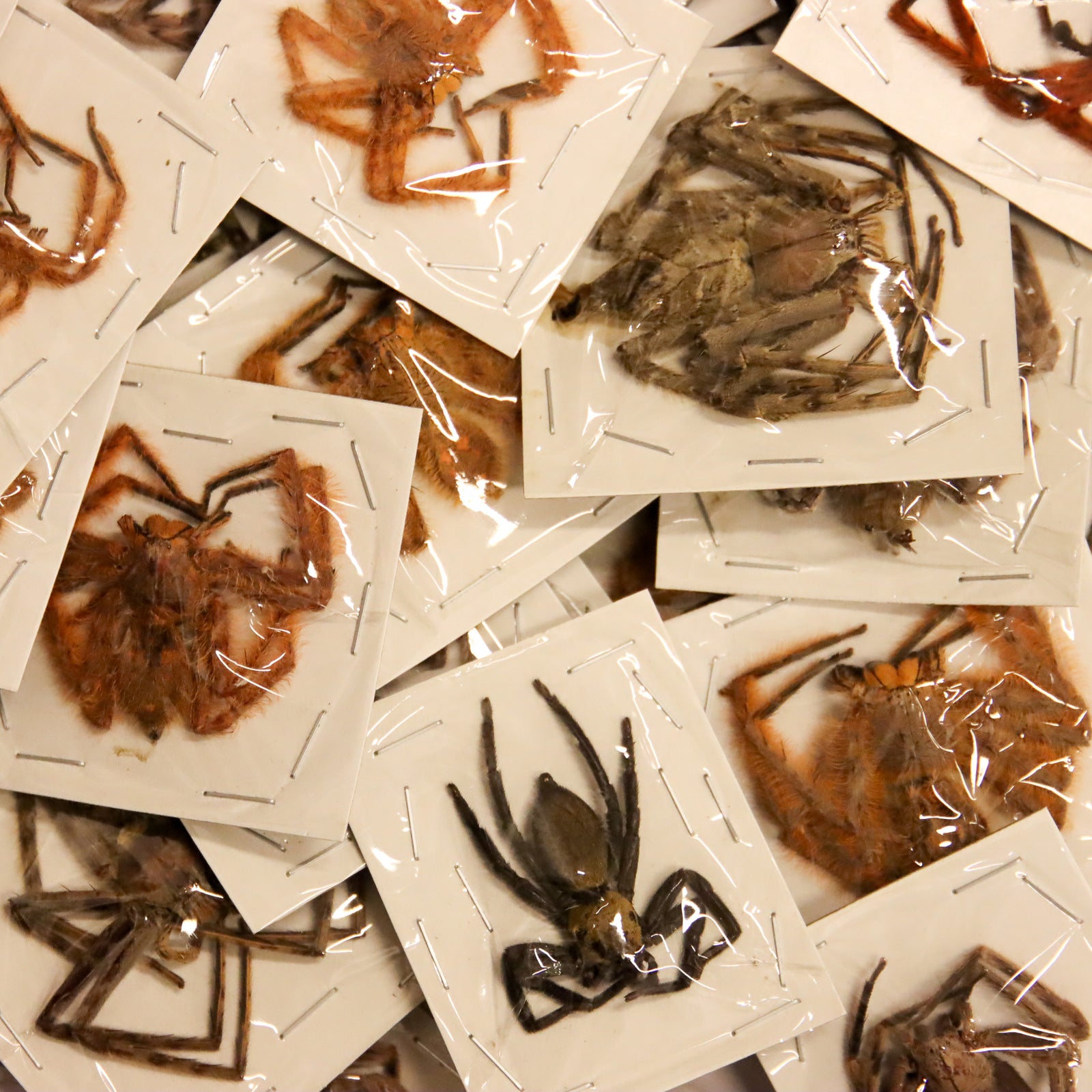 Large Malaysian Huntsman Spider Specimens | Assorted Species