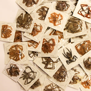 Large Malaysian Huntsman Spider Specimens | Assorted Species