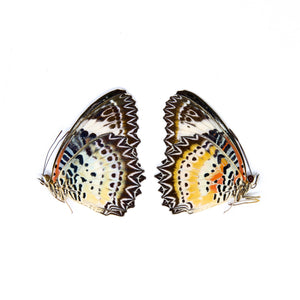 Two (2) Cethosia biblis, A1 Real Dry-Preserved Butterflies, Entomology Unmounted Specimens