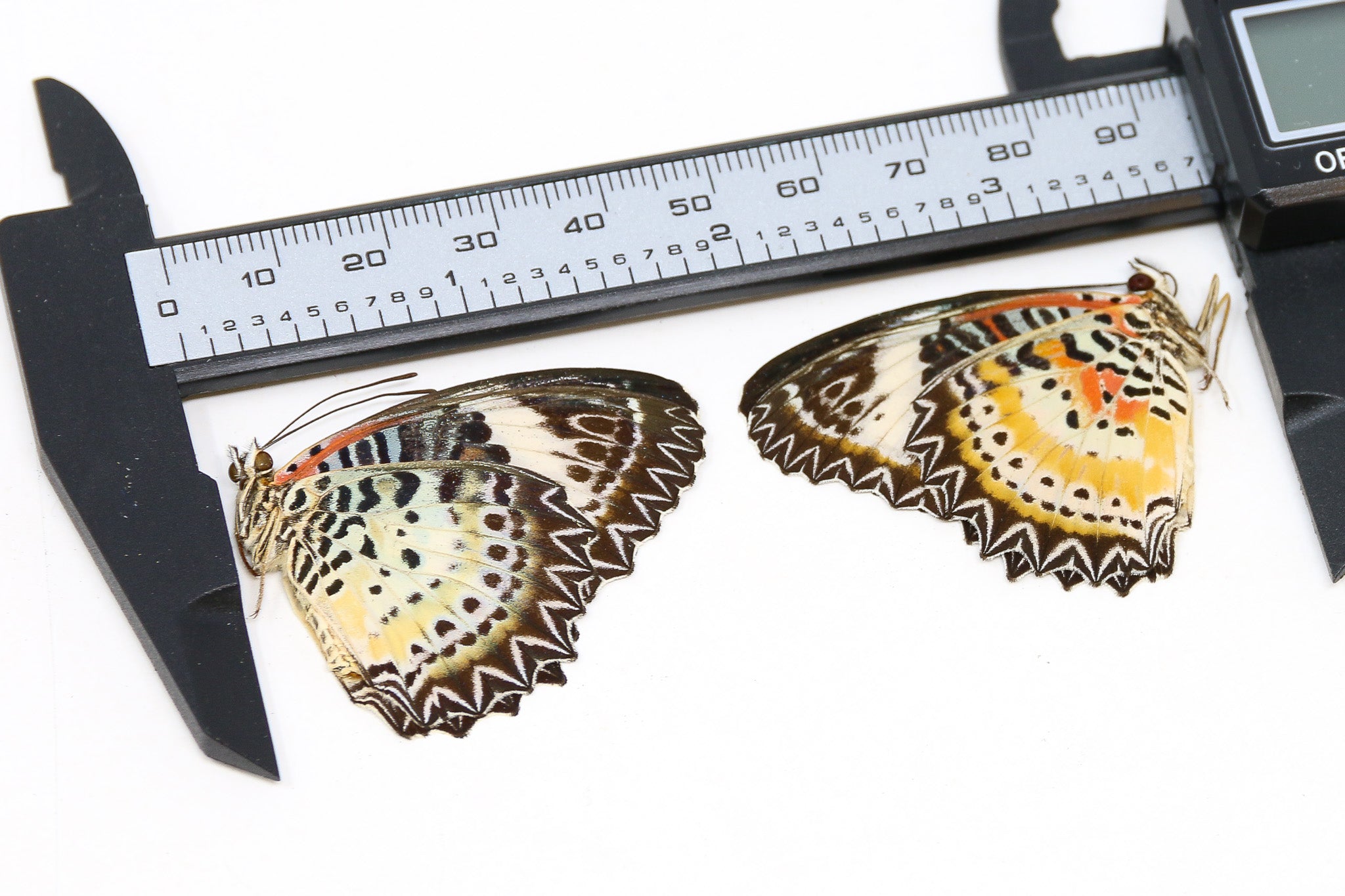 Two (2) Cethosia biblis, A1 Real Dry-Preserved Butterflies, Entomology ...