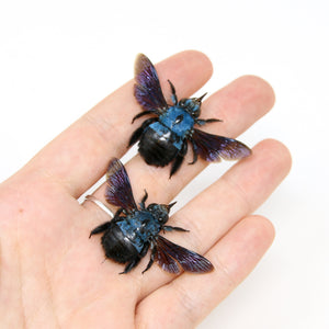 Xylocopa caerulea Blue Carpenter Bee Specimen | A1 Quality | Spread & Dry-Preserved HYMENOPTERA