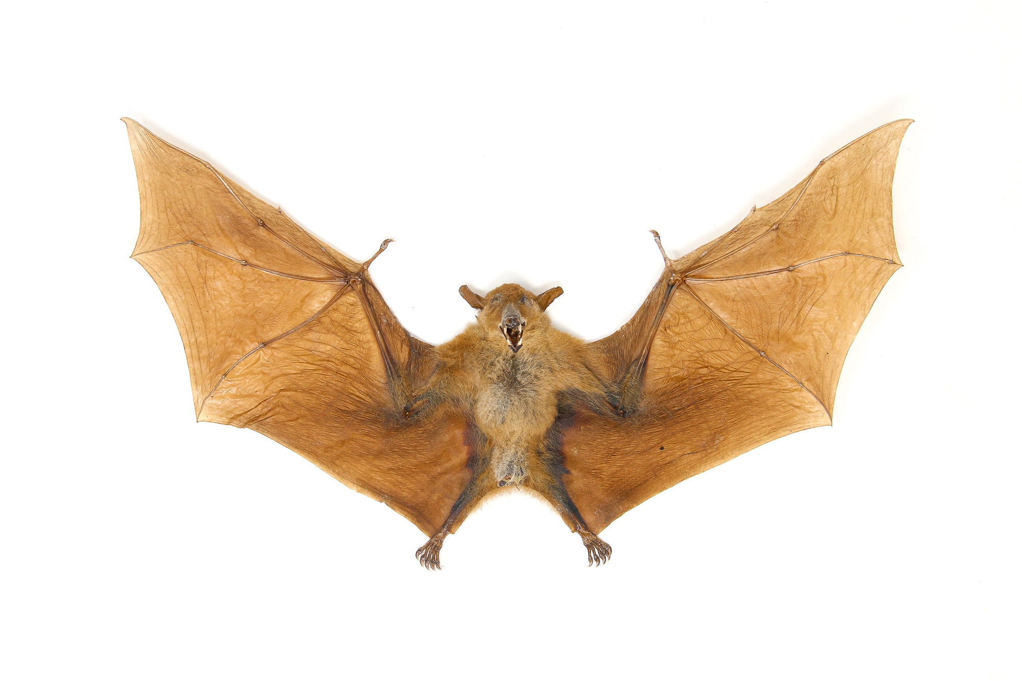 Blossom Fruit Bat (Macroglossus minimus) | A1 Spread Specimen | Indonesia Java | Dry-preserved Taxidermy