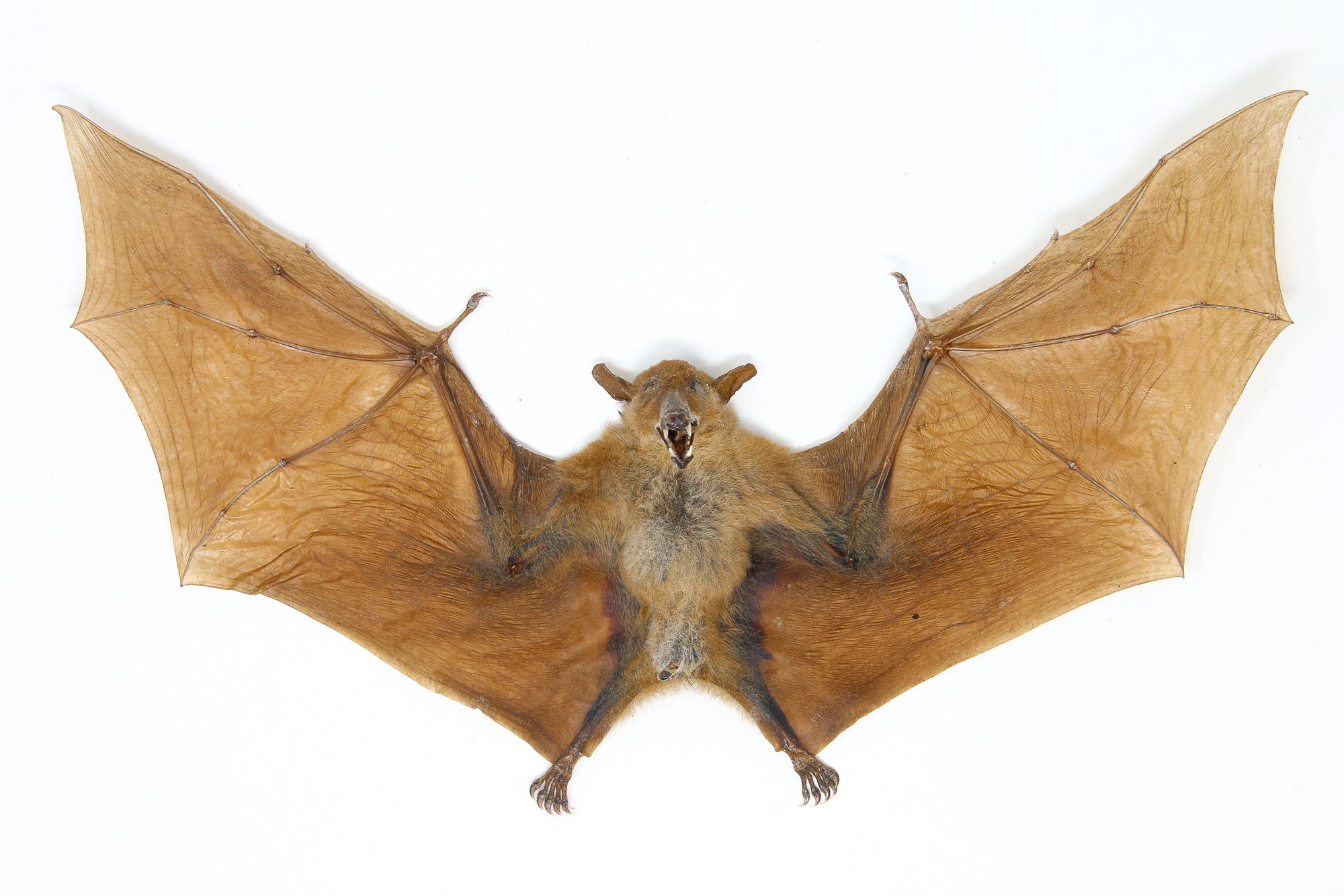 Blossom Fruit Bat (Macroglossus minimus) | A1 Spread Specimen | Indonesia Java | Dry-preserved Taxidermy