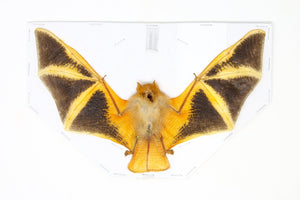 THREE (3) Painted Bat Taxidermy (Kerivoula picta) | A1 Spread Specimen | Indonesia Java | Dry-Preserved Taxidermy