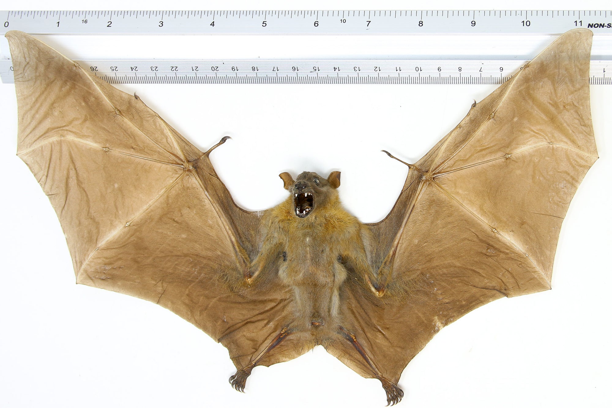 Minute Fruit Bat (Cynopterus minutus) | A1 Spread Specimen | Indonesia | Dry-preserved Taxidermy