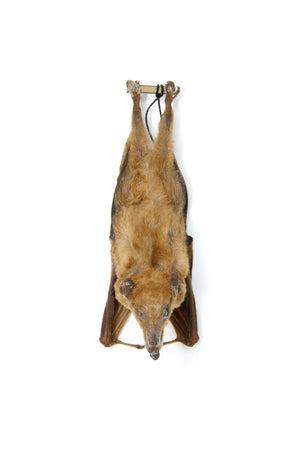 Blossom Fruit Bat (Macroglossus minimus) | A1 Hanging Specimen | Indonesia | Dry-preserved Taxidermy
