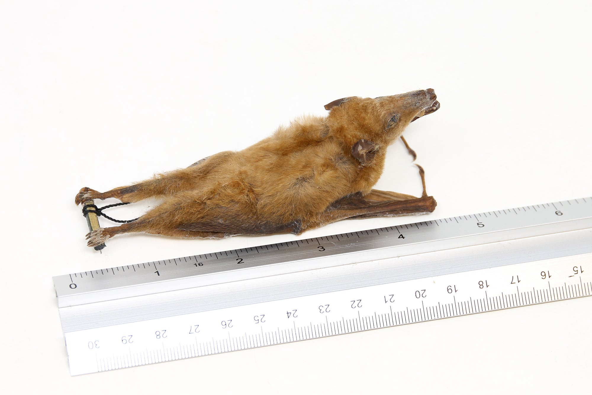 Blossom Fruit Bat (Macroglossus minimus) | A1 Hanging Specimen | Indonesia | Dry-preserved Taxidermy