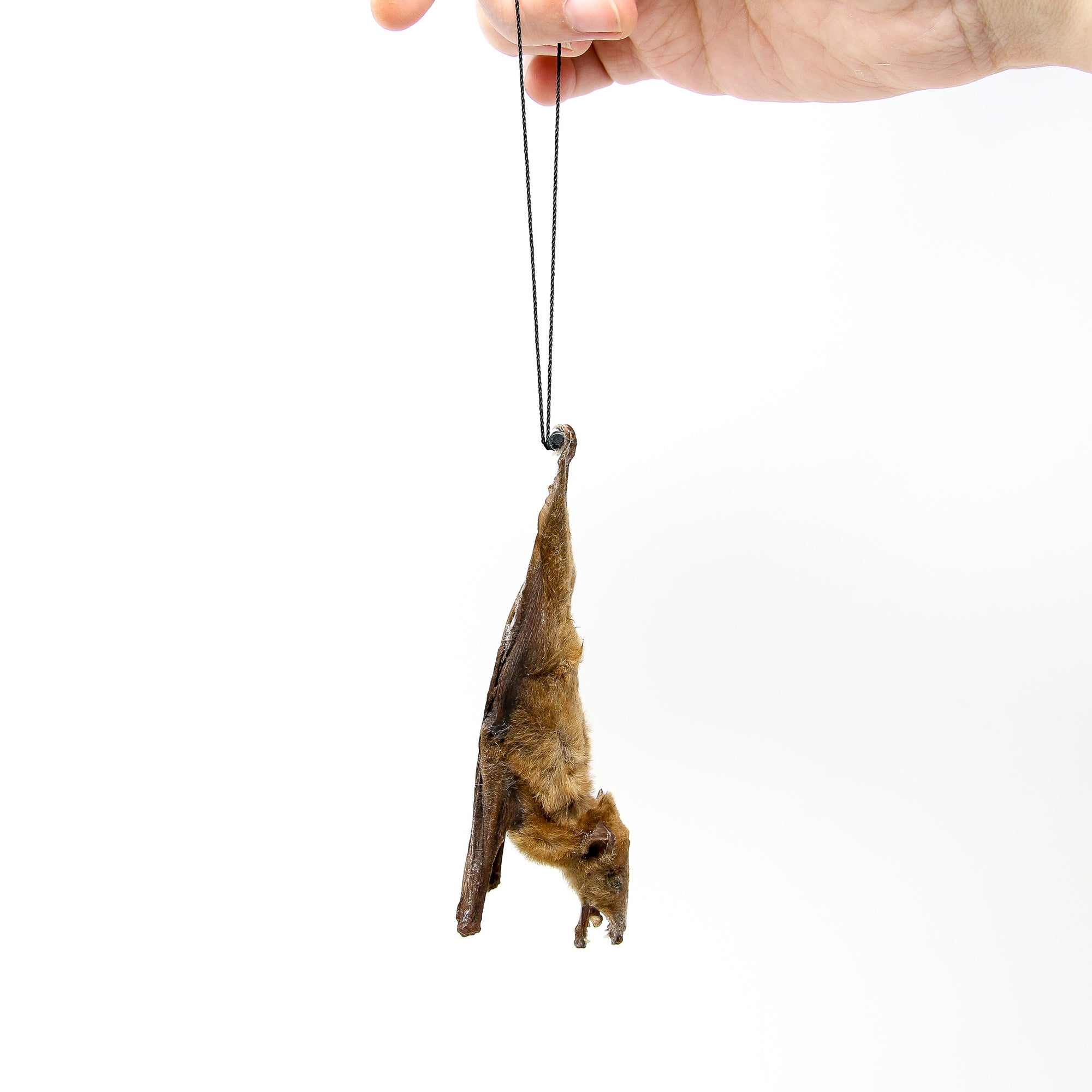 TWO (2) Blossom Fruit Bat (Macroglossus minimus) | A1 Hanging Specimen | Indonesia | Dry-preserved Taxidermy