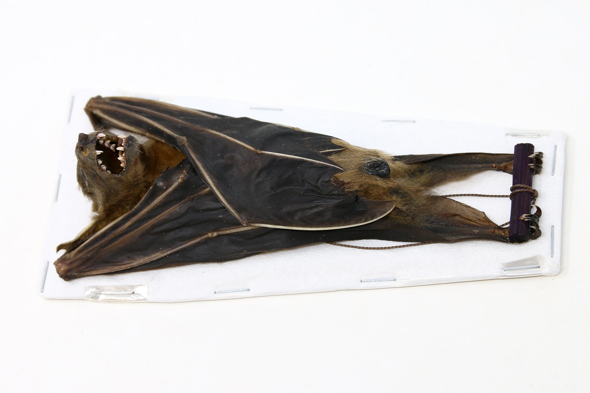 Lesser Short-Nosed Fruit Bat (Cynopterus brachyotis) | A1 Hanging Specimen | Indonesia Java | Dry-preserved Taxidermy