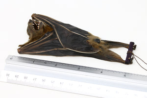 Lesser Short-Nosed Fruit Bat (Cynopterus brachyotis) | A1 Hanging Specimen | Indonesia Java | Dry-preserved Taxidermy