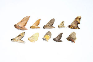 10 x ekte tørkede rovfuglmøll og silkemøll – A1 tropiske Lepidoptera