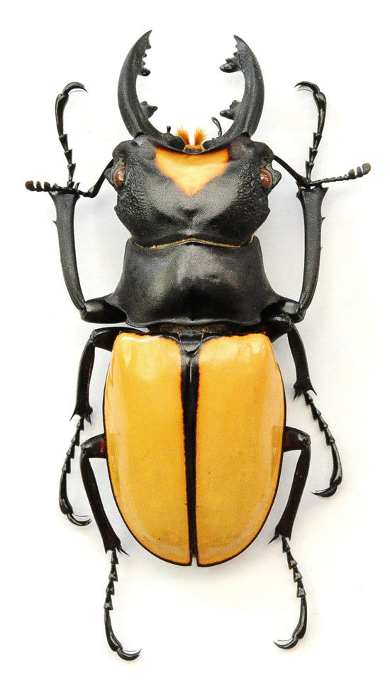 Odontolabis lacordairei (amphiodonte) Beetle Specimen | A1 Quality | Dry-Preserved LUCANIDAE