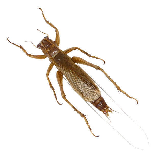 Predatory Cricket (Sia ferox) Indonesia, A1 Entomology Specimens ...