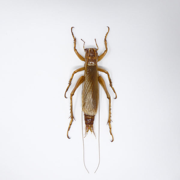 Predatory Cricket (Sia ferox) Indonesia, A1 Entomology Specimens ...