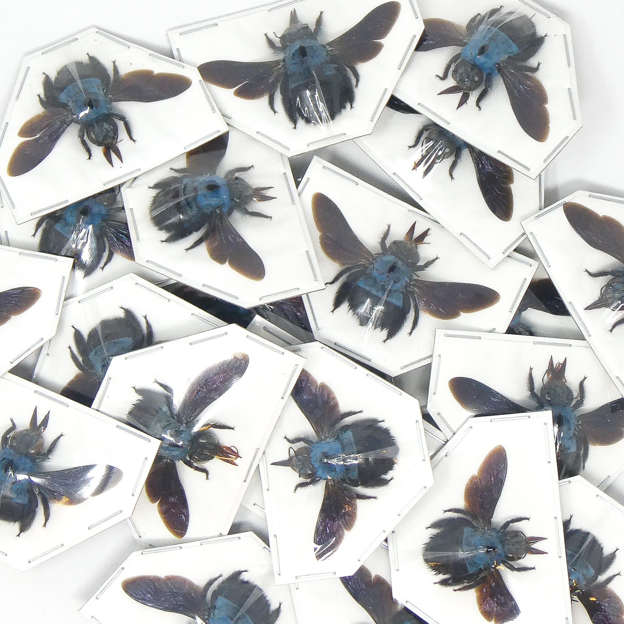 Insect Collectos Assorted Beetles Mystery Box | A1 Unmounted Insect Specimens for ...