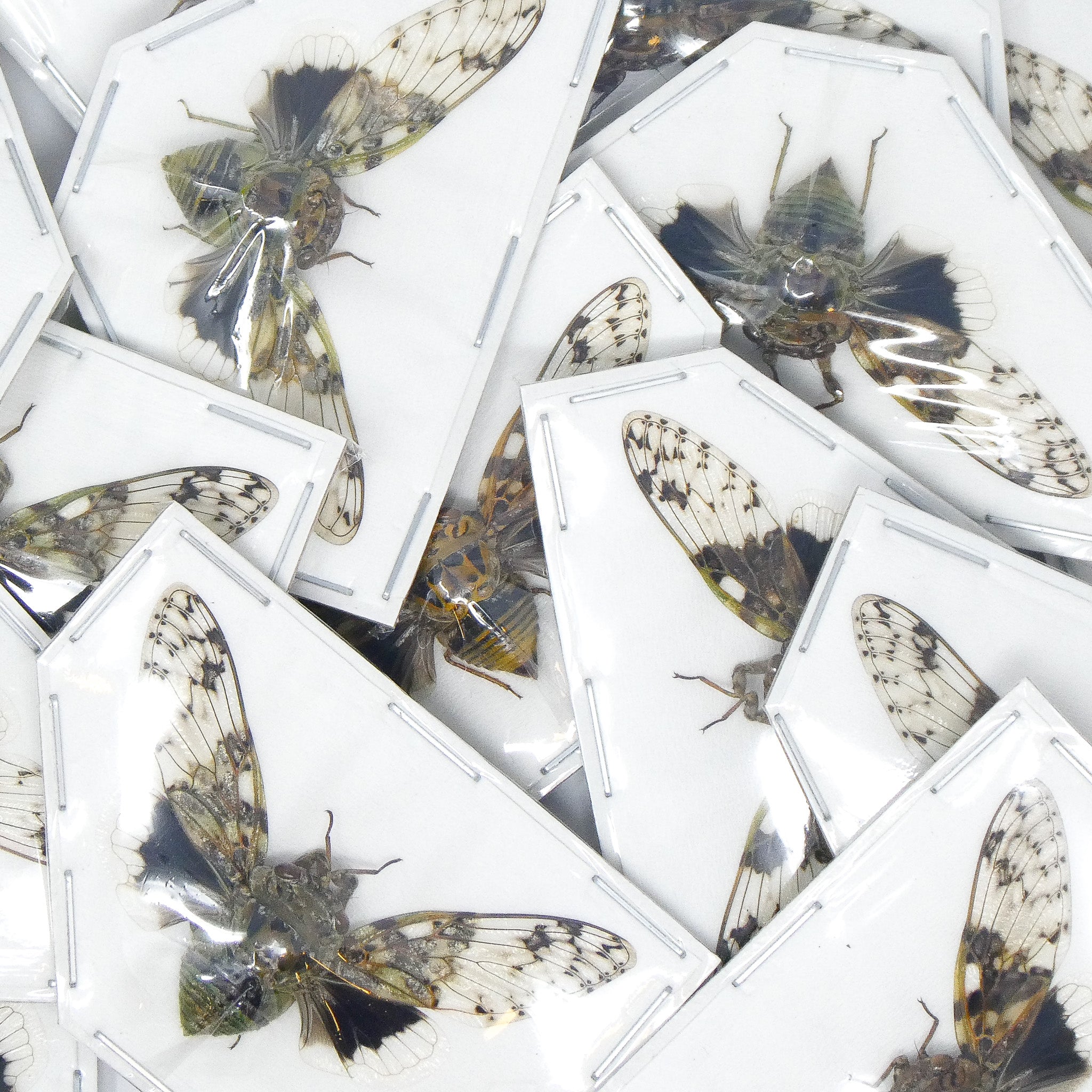 Insect Collectos Assorted Beetles Mystery Box | A1 Unmounted Insect Specimens for ...