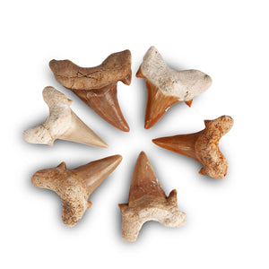 Fossil Otodus Shark Teeth | Pack of 6 | 40–50mm | Cretaceous | Morocco