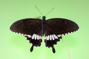 Papilio polytes ledebouria – Mariposa sin montar A1 | Marinduque, Filipinas