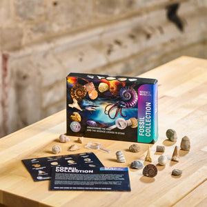Science Museum Fossil Collection Kit