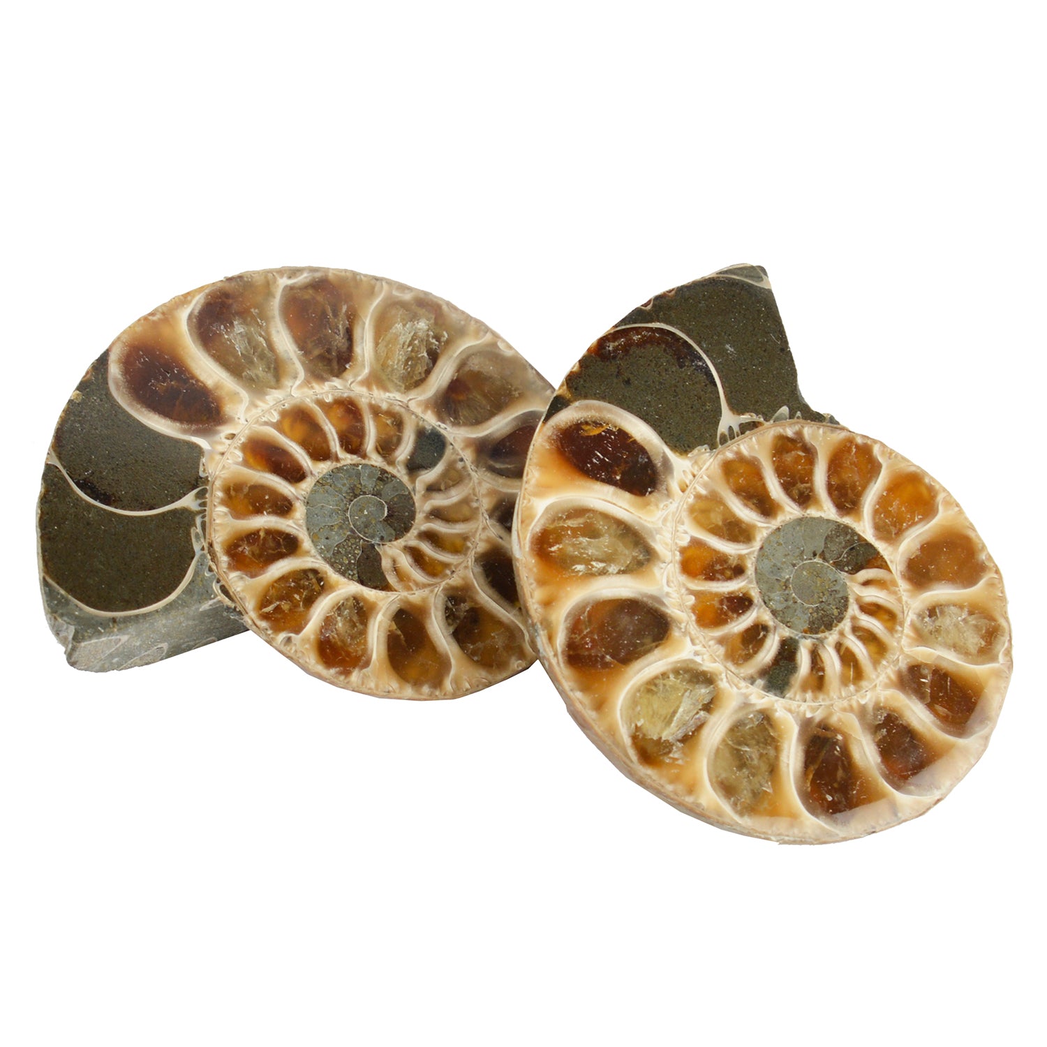 Cut & Polished Ammonites - Fossil Specimens 3-4cm
