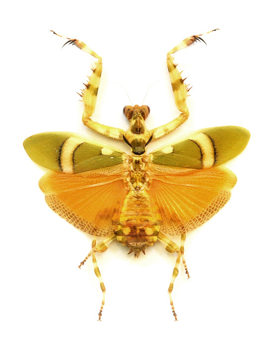 Theopropus elegans Mantis Specimen | A1 Quality | Dry-Preserved Spread | MANTODEA