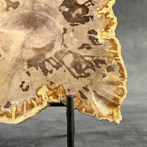 Petrified Wood Slice on Custom Display Stand | Museum-Quality Fossilised Wood