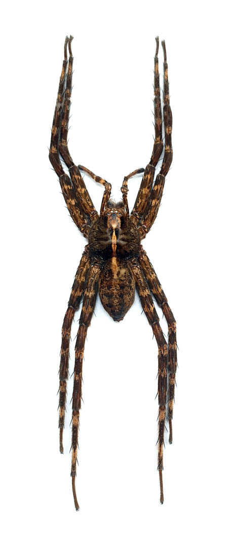 Acantheis longiventris – Museum-Quality Asian Wandering Spider Specimen