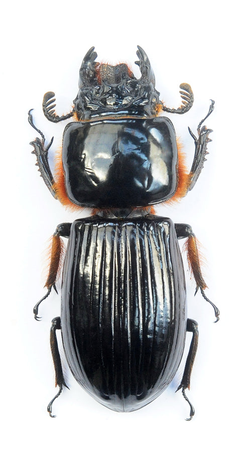 Aceraius grandis Beetle Specimen | A1 Quality | Dry-Preserved PASSALIDAE