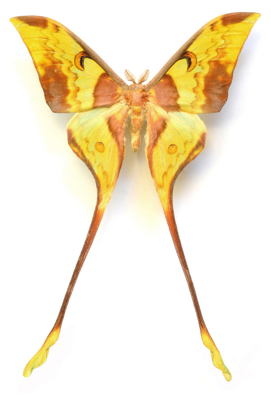 Actias maenas diana Moth Specimen | A- Quality | Dry-Preserved SATURNIIDAE