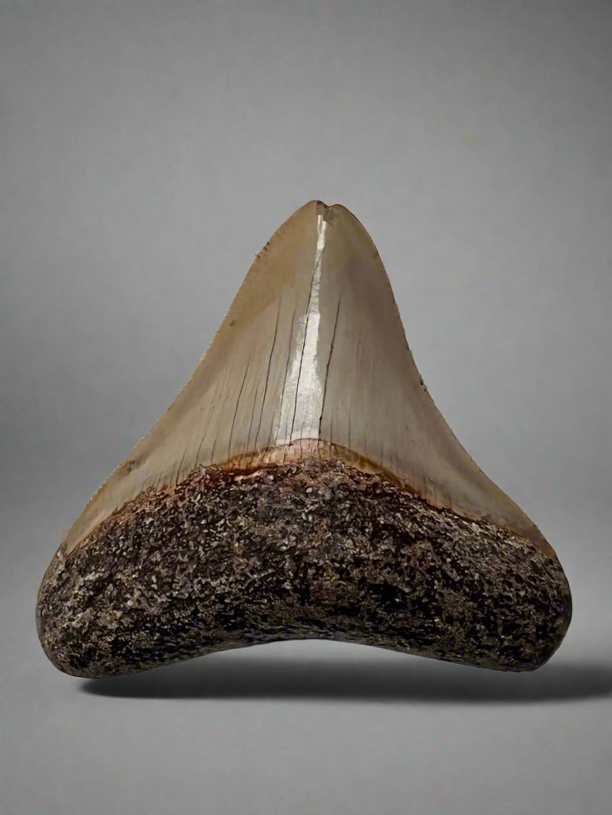 Megalodon Fossil Tooth 77mm (Carcharocles megalodon) 10 Million Years Old