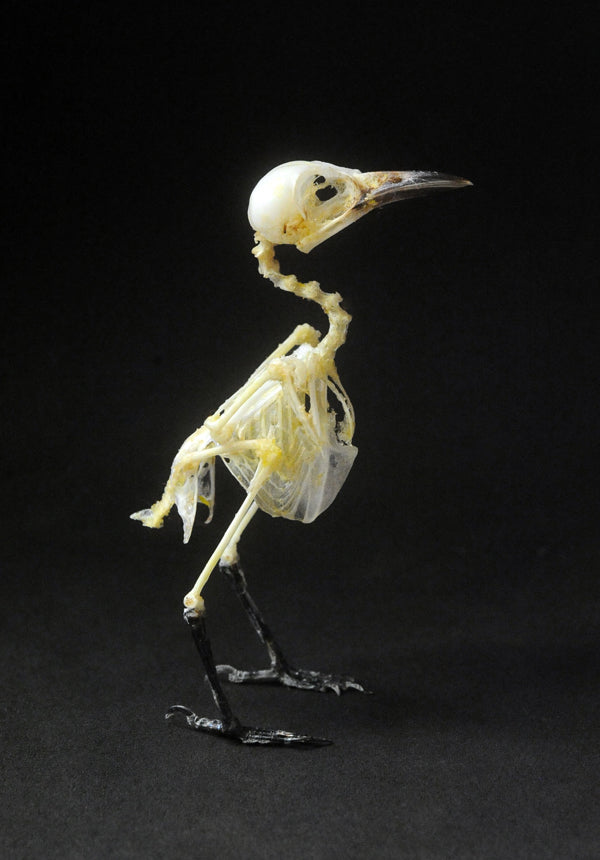 Aegithina tiphia scapularis Bird Skeleton | A1 Quality | Dry-Preserved SKELETON