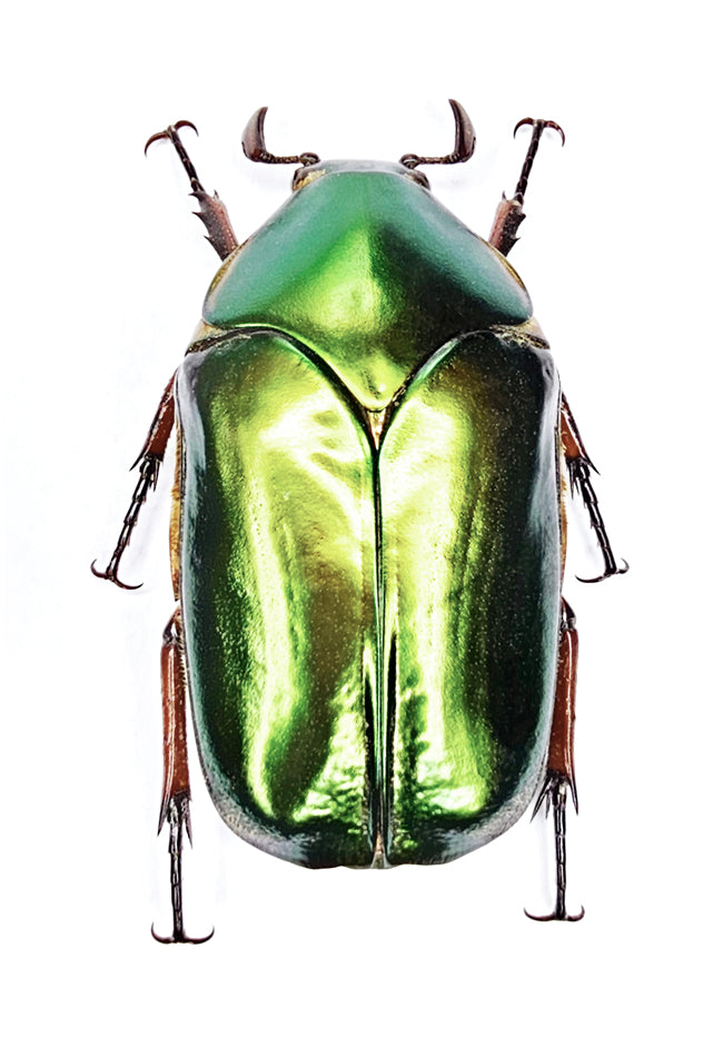 Agestrata dehaan Beetle Specimen | A1 Quality | Dry-Preserved CETONIINAE