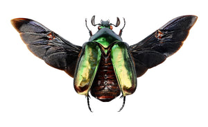 TWO (2) SPREAD Agestrata augusta A1 Wings-open
