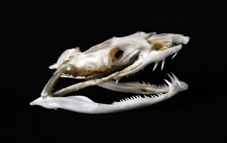 Ahaetulla prasina Snake Skull | A1 Quality | Dry-Preserved SKULL