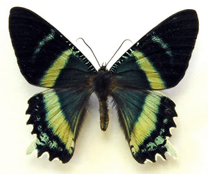 Alcides orontes Moth Specimen | A1 Quality | Dry-Preserved URANIIDAE