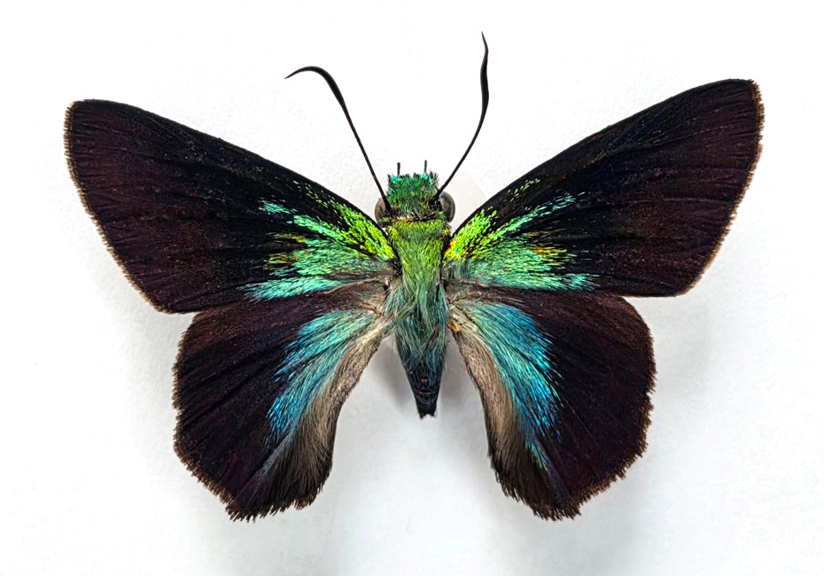 Allora doleschallii Butterfly Specimen | A1 Quality | Dry-Preserved HESPERIIDAE