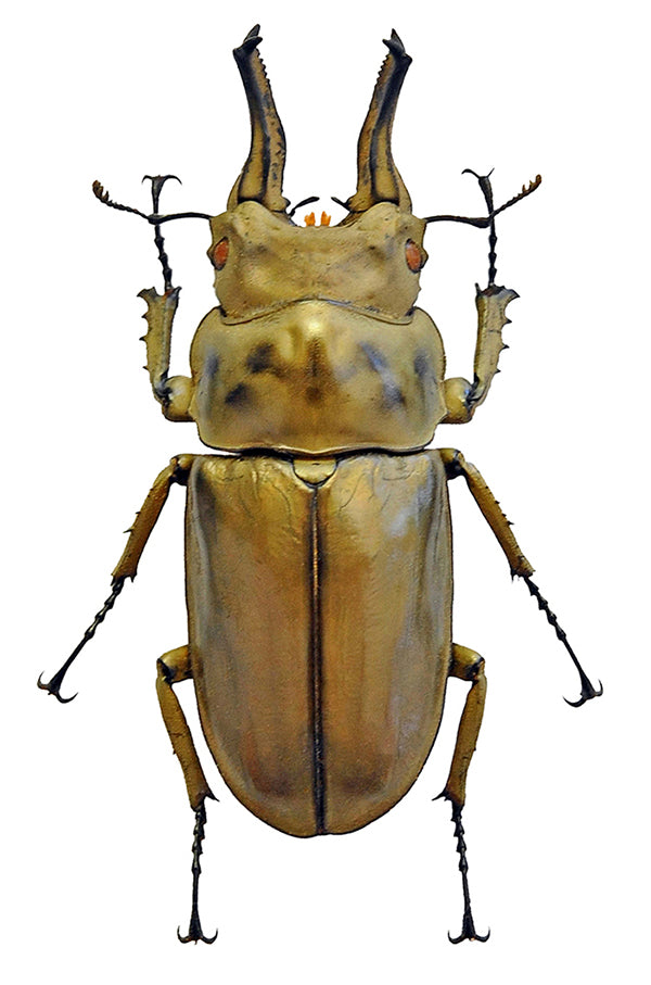 Allotopus rosenbergi Beetle Specimen | A1 Quality | Dry-Preserved LUCANIDAE
