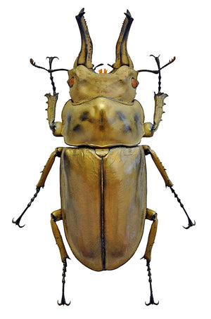 Allotopus rosenbergi Beetle Specimen | A1 Quality | Dry-Preserved LUCANIDAE