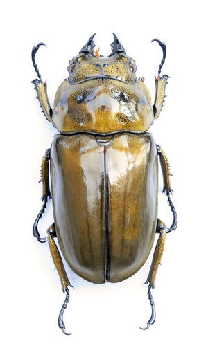 Allotopus rosenbergi Beetle Specimen | A1 Quality | Dry-Preserved LUCANIDAE