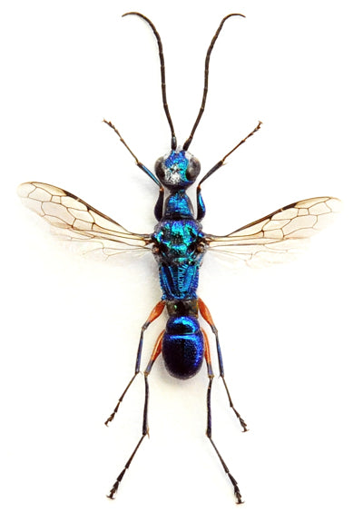 Ampulex erythropus Cockroach Wasp Specimen | A1 Quality | Spread & Dry-Preserved HYMENOPTERA