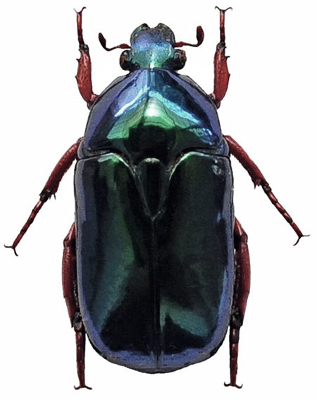 Anacamptorrhina ignipes Beetle Specimen | A1 Quality | Dry-Preserved CETONIINAE