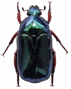 Anacamptorrhina ignipes 甲虫標本 | A1品質 CETONIINAE | 未固定昆虫