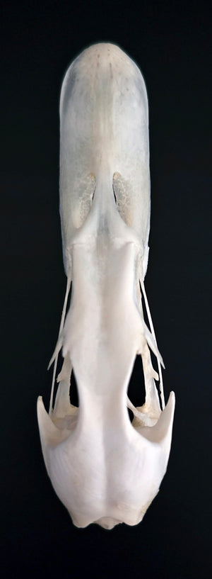 Cranio di Anas platyrhynchos domesticus | Qualità A1 | CRANIO conservato a secco