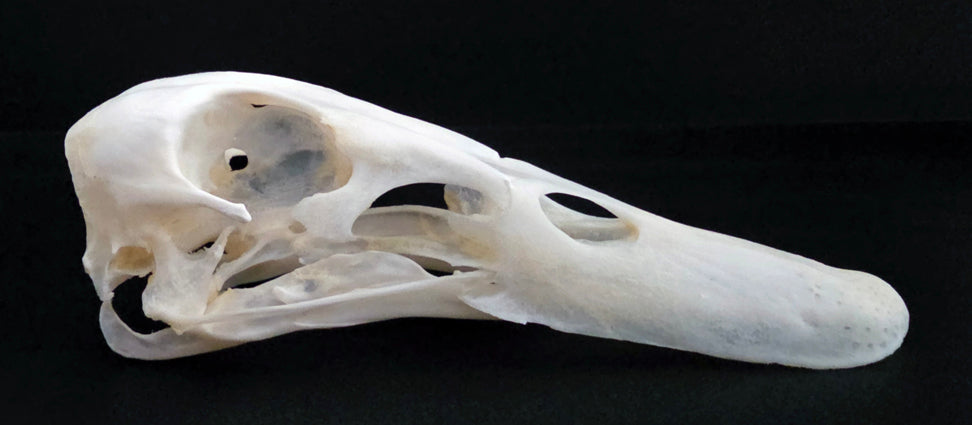 Anas platyrhynchos domesticus Bird Skull | A1 Quality | Dry-Preserved SKULL