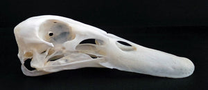 Cranio di Anas platyrhynchos domesticus | Qualità A1 | CRANIO conservato a secco