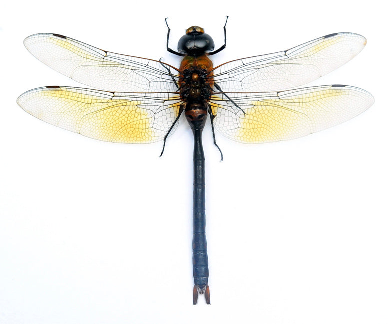 Anax gibbosulus Dragonfly Specimen | A1 Quality | Dry-Preserved Spread | ODONATA